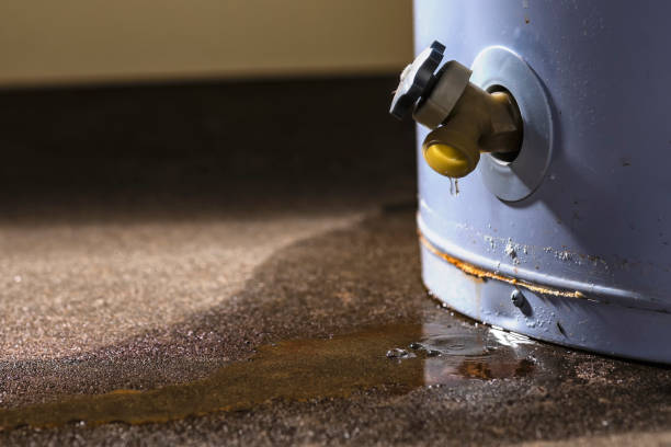 Best Water damage repair service  in Elfers, FL